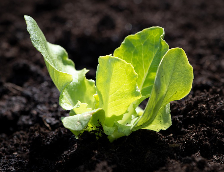 lettuce seedling